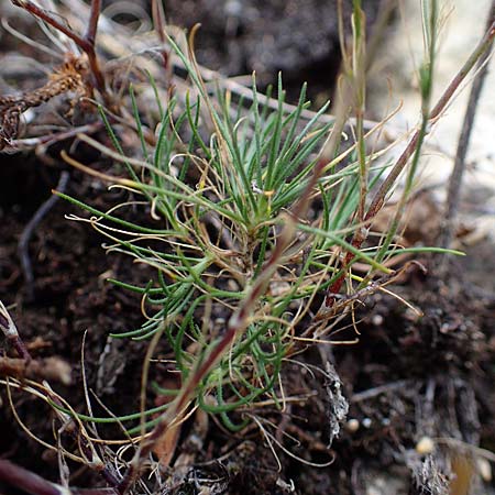 Minuartia fastigiata \ B�schel-Miere, D Herxheim am Berg 2.9.2011