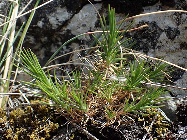 Minuartia fastigiata \ B�schel-Miere, D Herxheim am Berg 16.4.2012