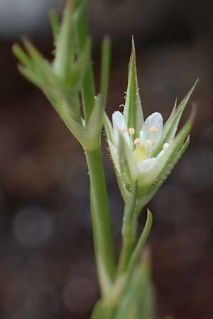 Minuartia fastigiata \ B�schel-Miere, D Herxheim am Berg 28.5.2012