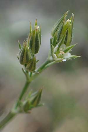 Minuartia fastigiata \ B�schel-Miere, D Herxheim am Berg 28.5.2012