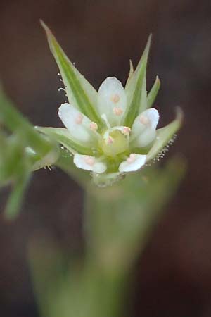 Minuartia fastigiata \ B�schel-Miere, D Herxheim am Berg 28.5.2012