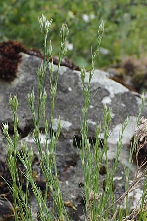 Minuartia fastigiata \ B�schel-Miere, D Herxheim am Berg 28.5.2012