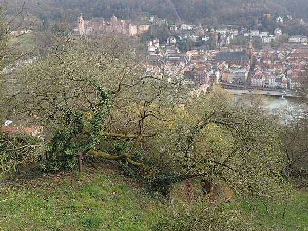 Mespilus germanica \ Echte Mispel / Medlar, D Heidelberg 23.3.2017