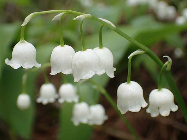 Convallaria majalis \ Maigl�ckchen / Lily of the Valley, D Hardheim-Schweinberg 20.5.2017