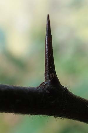 Mespilus germanica \ Echte Mispel / Medlar, D Heidelberg 22.9.2017