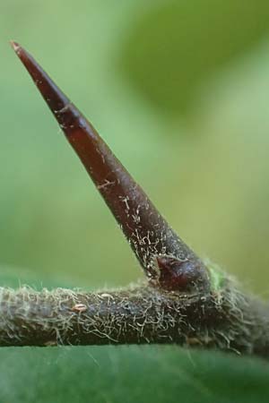 Mespilus germanica \ Echte Mispel / Medlar, D Heidelberg 22.9.2017