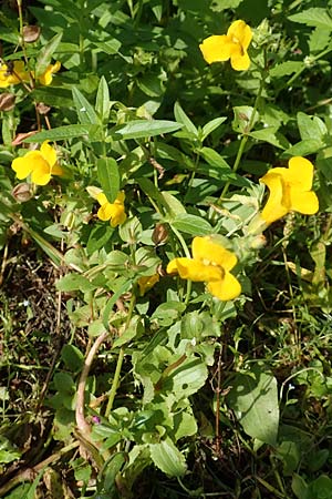 Mimulus guttatus, Gefleckte Gauklerblume