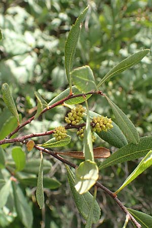 Myrica gale \ Gagelstrauch / Bog Myrtle, D Heiliges Meer (Kreis Steinfurt) 10.9.2020