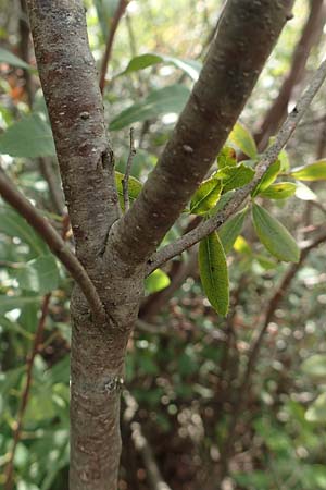 Myrica gale \ Gagelstrauch / Bog Myrtle, D Heiliges Meer (Kreis Steinfurt) 10.9.2020
