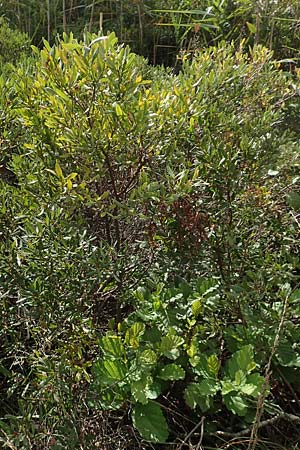 Myrica gale \ Gagelstrauch / Bog Myrtle, D Heiliges Meer (Kreis Steinfurt) 10.9.2020