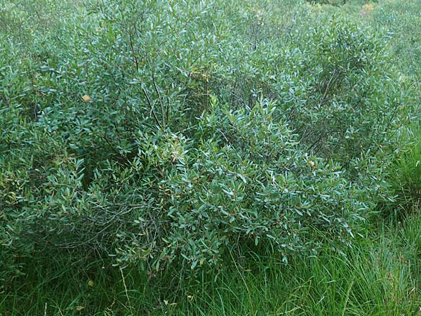 Myrica gale \ Gagelstrauch / Bog Myrtle, D Krickenbecker Seen 10.9.2020