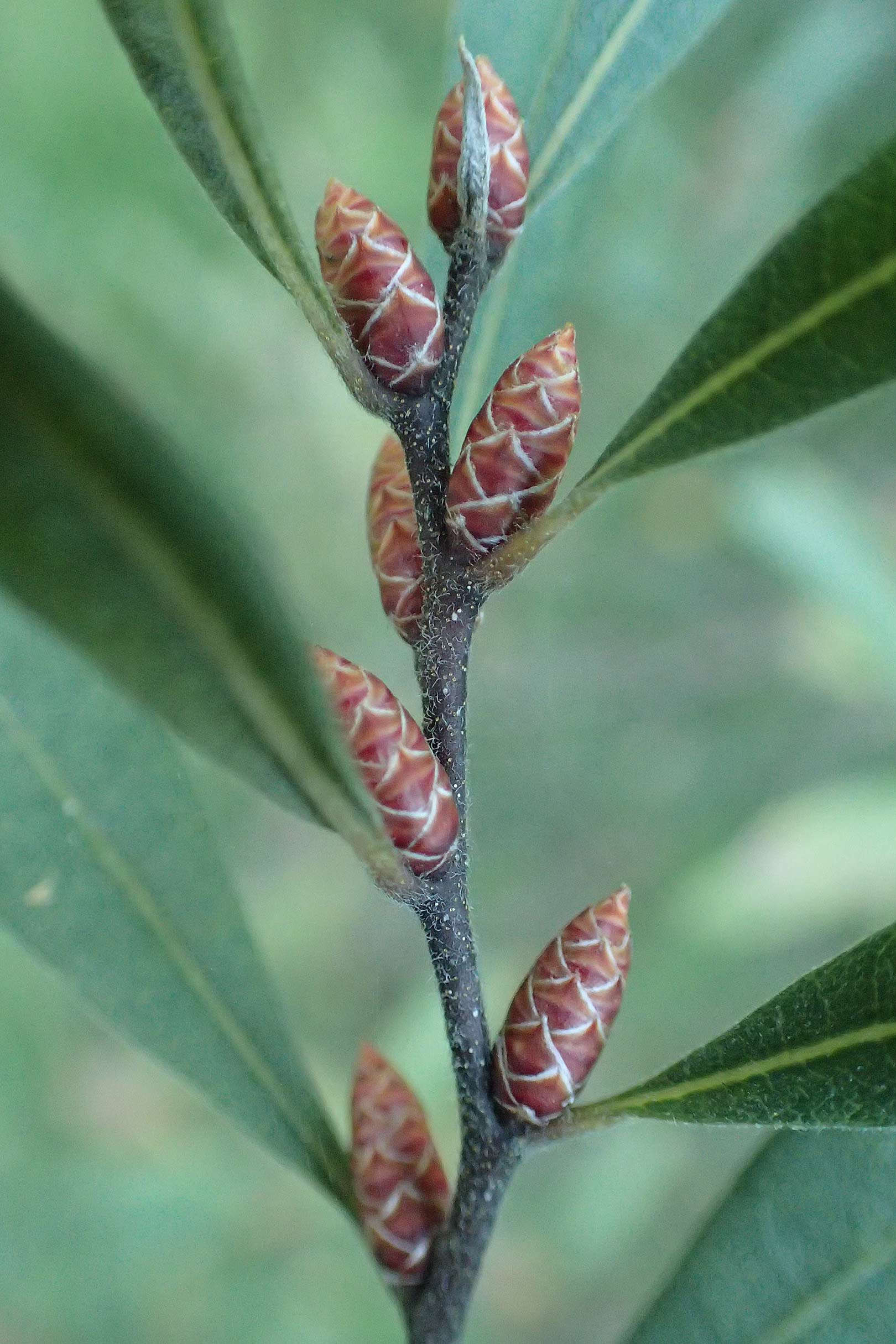 Myrica gale \ Gagelstrauch / Bog Myrtle, D Krickenbecker Seen 10.9.2020