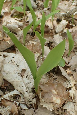 Convallaria majalis \ Maigl�ckchen / Lily of the Valley, D K&ouml;nigheim 3.5.2021