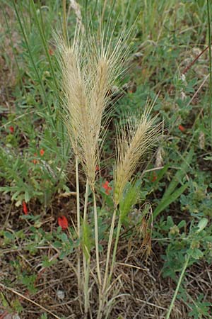 Hordeum murinum, M&auml;use-Gerste