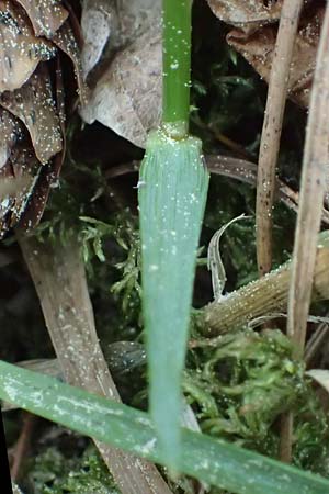 Hierochloe australis \ S�dliches Mariengras, D Dietfurt 5.5.2022