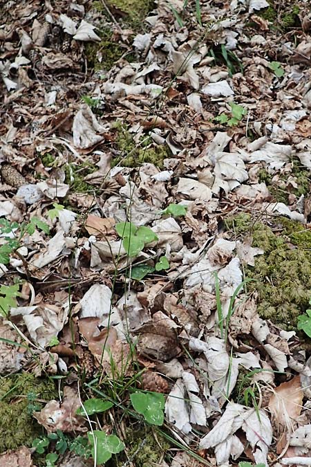 Hierochloe australis \ S�dliches Mariengras, D Dietfurt 5.5.2022