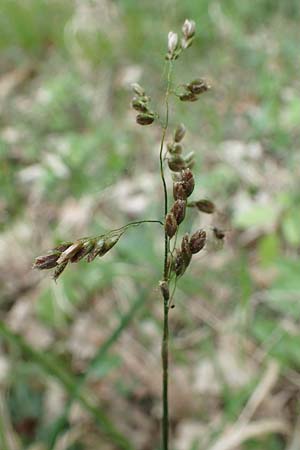 Hierochloe australis \ S�dliches Mariengras, D Dietfurt 5.5.2022