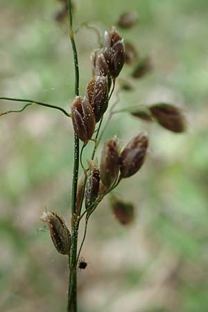 Hierochloe australis \ S�dliches Mariengras, D Dietfurt 5.5.2022