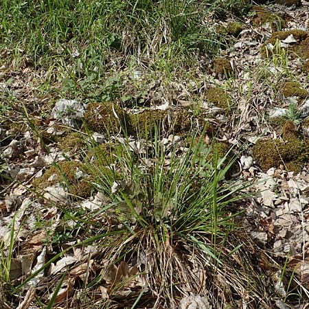 Hierochloe australis \ S�dliches Mariengras, D Dietfurt 5.5.2022