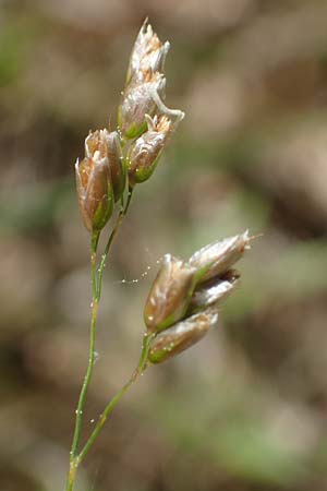 Hierochloe australis \ S�dliches Mariengras, D Dietfurt 5.5.2022