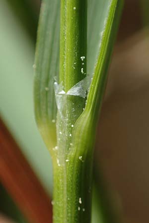 Hierochloe australis \ S�dliches Mariengras, D Dietfurt 5.5.2022