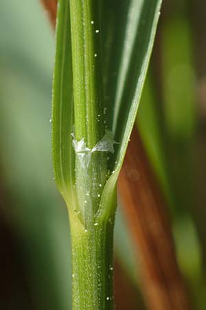 Hierochloe australis \ S�dliches Mariengras, D Dietfurt 5.5.2022