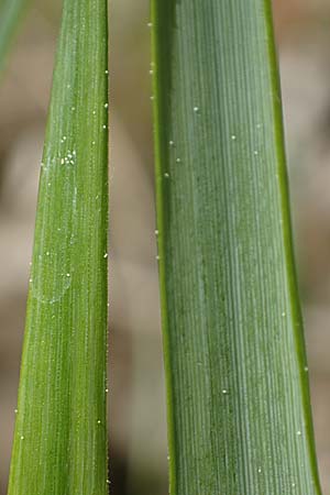 Hierochloe australis \ S�dliches Mariengras, D Dietfurt 5.5.2022