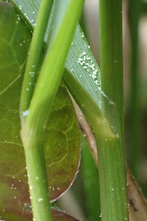 Hierochloe australis \ S�dliches Mariengras, D Dietfurt 5.5.2022