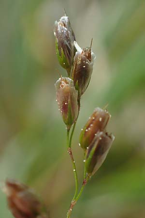Hierochloe australis \ S�dliches Mariengras, D Dietfurt 5.5.2022