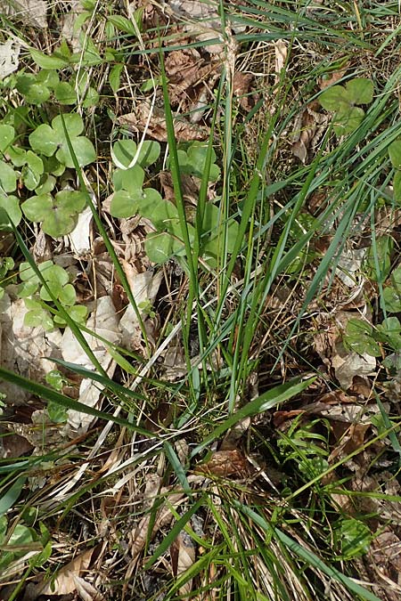 Hierochloe australis \ S�dliches Mariengras, D Dietfurt 5.5.2022