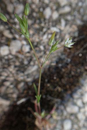 Sabulina tenuifolia subsp. hybrida \ Zarte Miere, Feinbl�ttrige Miere / Fine-Leaved Sandwort, Slender-Leaf Sandwort, D Heidelberg 29.4.2017