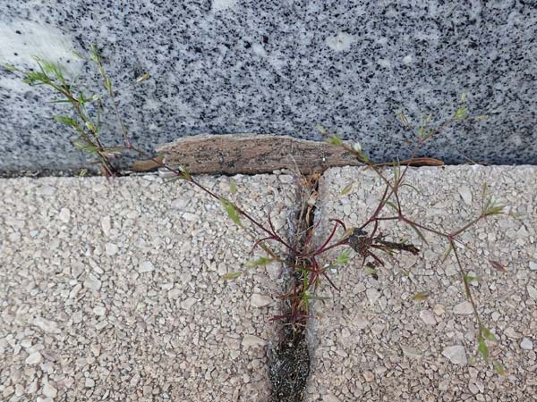 Sabulina tenuifolia subsp. hybrida \ Zarte Miere, Feinbl�ttrige Miere / Fine-Leaved Sandwort, Slender-Leaf Sandwort, D Heidelberg 29.4.2017
