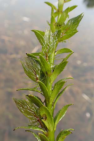 Myriophyllum heterophyllum, Verschiedenbl&auml;ttriges Tausendblatt