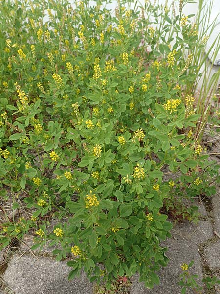 Melilotus indicus \ Indischer Honigklee, Kleinbl�tiger Steinklee, D Mannheim 6.5.2017