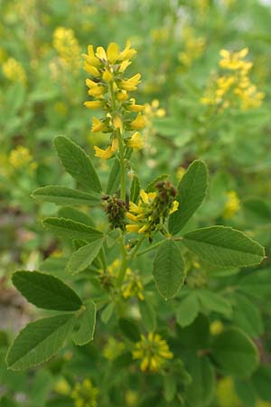 Melilotus indicus \ Indischer Honigklee, Kleinbl�tiger Steinklee, D Mannheim 6.5.2017