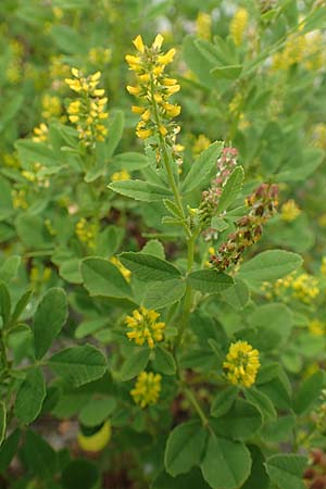 Melilotus indicus \ Indischer Honigklee, Kleinbl�tiger Steinklee, D Mannheim 6.5.2017