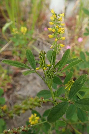 Melilotus indicus \ Indischer Honigklee, Kleinbl�tiger Steinklee, D Mannheim 6.5.2017