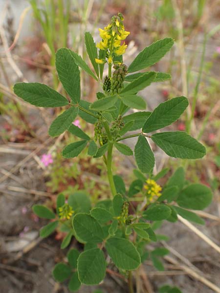 Melilotus indicus \ Indischer Honigklee, Kleinbl�tiger Steinklee, D Mannheim 6.5.2017