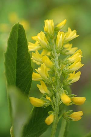 Melilotus indicus \ Indischer Honigklee, Kleinbl�tiger Steinklee, D Mannheim 6.5.2017