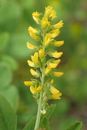 Melilotus indicus \ Indischer Honigklee, Kleinbl�tiger Steinklee, D Mannheim 6.5.2017