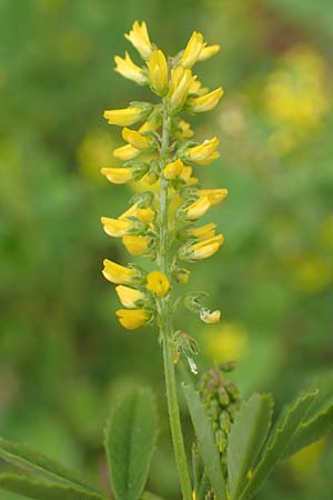 Melilotus indicus \ Indischer Honigklee, Kleinbl�tiger Steinklee, D Mannheim 6.5.2017