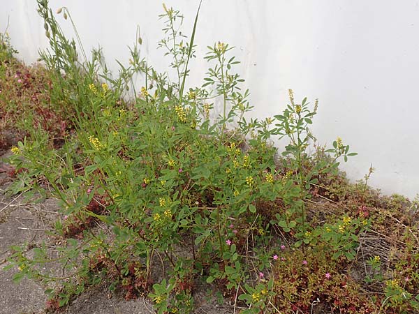Melilotus indicus \ Indischer Honigklee, Kleinbl�tiger Steinklee, D Mannheim 6.5.2017