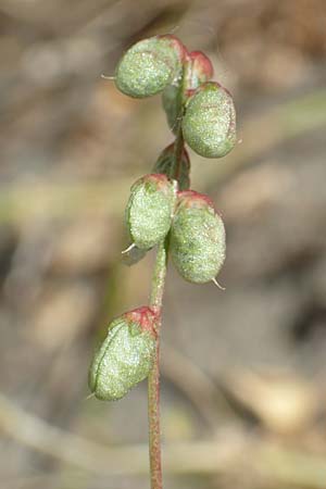 Melilotus indicus \ Indischer Honigklee, Kleinbl�tiger Steinklee, D Mannheim 25.6.2017