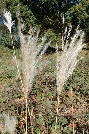 Miscanthus sacchariflorus, Silberfahnen-Gras, Gro&szlig;es Stielbl&uuml;ten-Gras