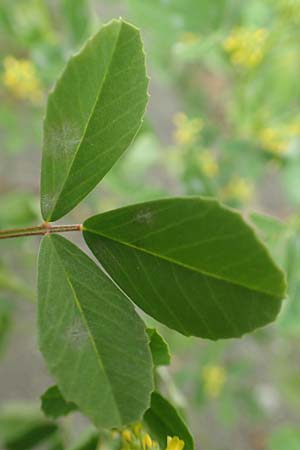 Melilotus indicus \ Indischer Honigklee, Kleinbl�tiger Steinklee, D Mannheim 5.5.2019
