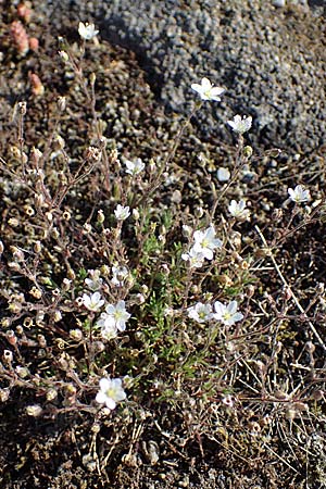 Sabulina caespitosa \ Galmei-Fr�hlings-Miere, Harzer Fr�hlings-Miere / Calaminarian Spring Sandwort, D Th&uuml;ringen, Bottendorf 13.6.2023