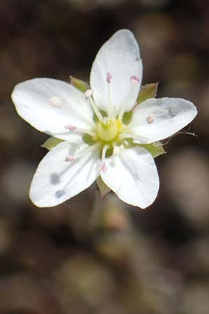 Sabulina caespitosa \ Galmei-Fr�hlings-Miere, Harzer Fr�hlings-Miere / Calaminarian Spring Sandwort, D Th&uuml;ringen, Bottendorf 13.6.2023