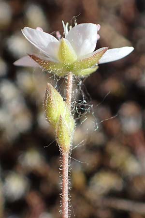 Sabulina caespitosa \ Galmei-Fr�hlings-Miere, Harzer Fr�hlings-Miere / Calaminarian Spring Sandwort, D Th&uuml;ringen, Bottendorf 13.6.2023