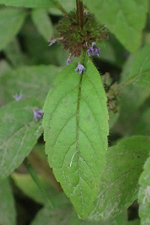 Mentha x verticillata \ Quirl-Minze / Whorled Mint, D Mudau 15.8.2023