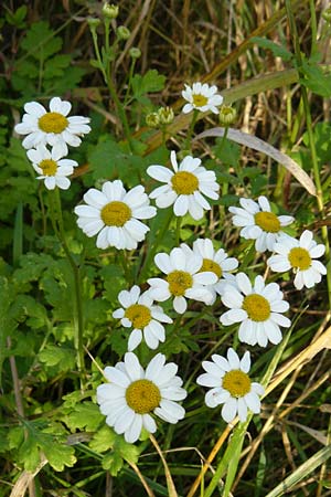 Tanacetum parthenium \ Mutterkraut / Feverfew, D Odenwald, Zotzenbach 1.10.2007